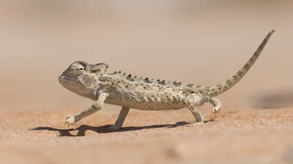 Afwasbaar Fotobehang Kameleon Namaqua Chameleon, Swakopmund, Namibië