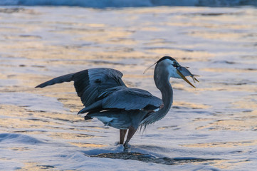 Blue Heron catching Fish