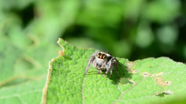 Close up of jumping spider on leaves.