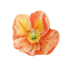 Watercolor orange poppy