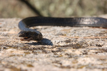 il serpente