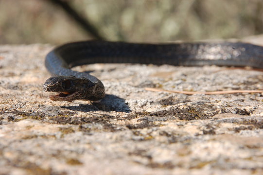 il serpente