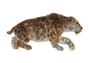 3D Rendering Saber Tooth Tiger on White