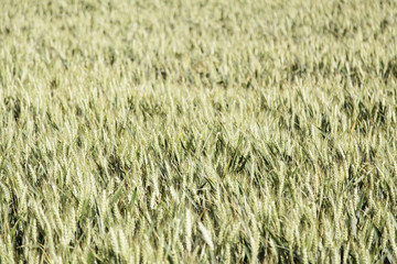 Field of natural wheat