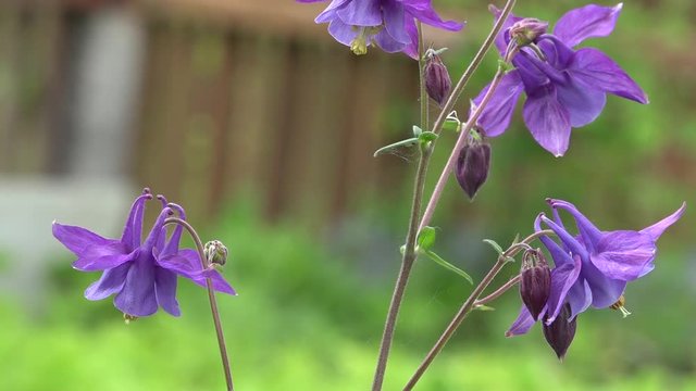 The fragrance of the fragrant meadow is the bells.The long-bell bells.