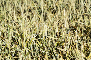 Field of natural wheat