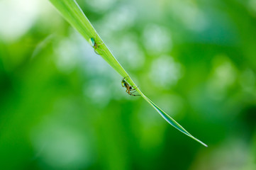 Flower spider, goldenrod crab (Misumena vatia) on single grass leaf