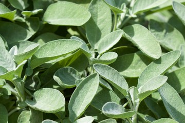 Salvia