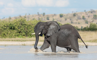 Fototapeta na wymiar African Elephant, Savuti, Botswana