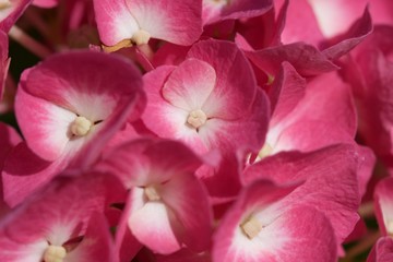 Fototapeta premium Fiori di Ortensia