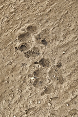 Dog footprints land