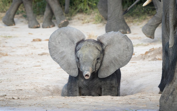 Fototapeta Baby Elephant, Botswana