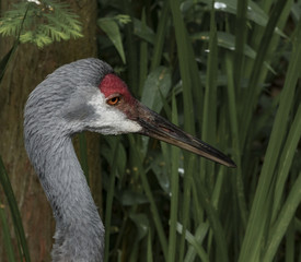 Sandhill Crane