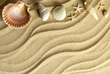 Fototapeta na wymiar Sea shells beach background