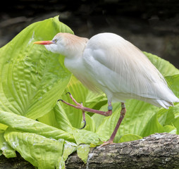 Walking Egret
