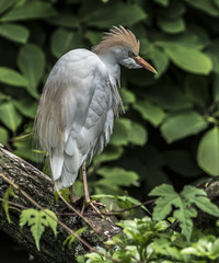 Cattle Egret