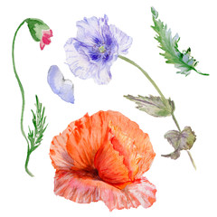 Wildflower poppy flower in a watercolor style isolated.