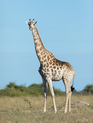 Naklejka na ściany i meble Female Southern Giraffe, Botswana