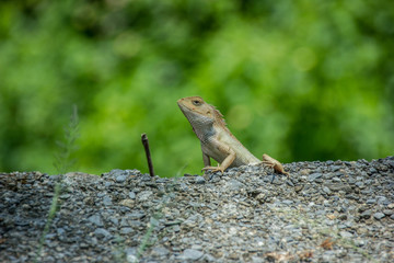 lizard