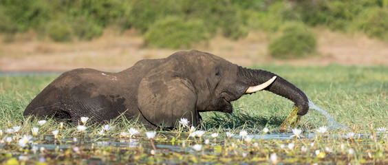 Fototapeta premium Elephant in the Chobe River, Botswana