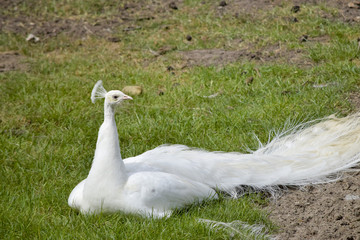 Majestic white peacock 