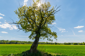 Green lonely tree in the middle of the green field. Nature landscape.