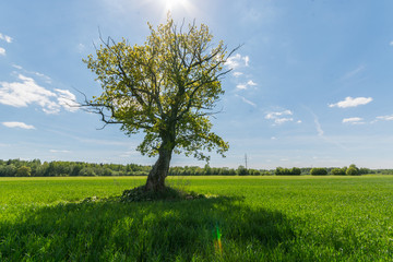 Green lonely tree in the middle of the green field. Nature landscape.