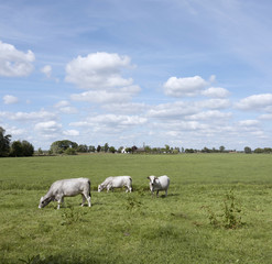 Fototapeta premium gasconne cows in green meadow near amsterdam in holland