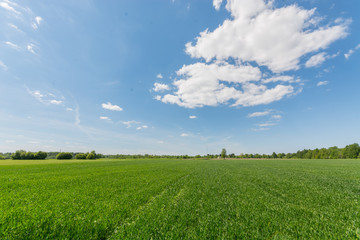 Fototapeta premium Green meadow under blue sky with clouds. Nature landscape.