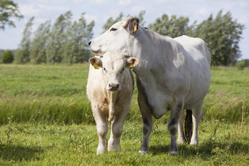 Naklejka na ściany i meble gasconne cow and calf in green meadow near amsterdam in holland