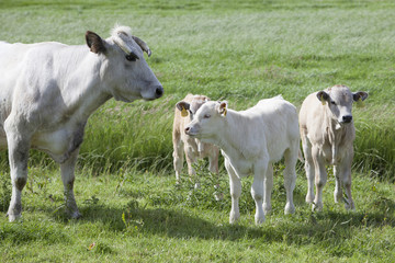 Fototapeta na wymiar gasconne cow and calves in green meadow near amsterdam in holland