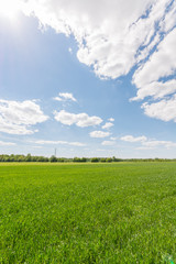 Green meadow under blue sky with clouds. Nature landscape.