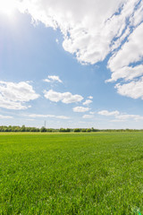 Obraz premium Green meadow under blue sky with clouds. Nature landscape.