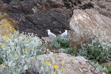 mouettes