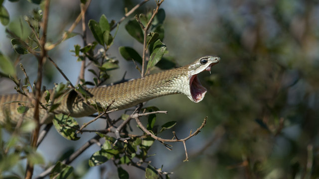 Female Boomslang snake in Botswana