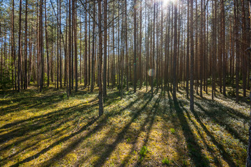 Summer forest landscape. Nature. Sunny day in deep forest.