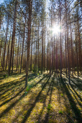 Summer forest landscape. Nature. Sunny day in deep forest.