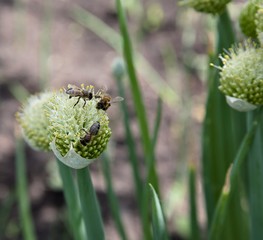 honey bees collect nectar on a flowering onions © petrovval