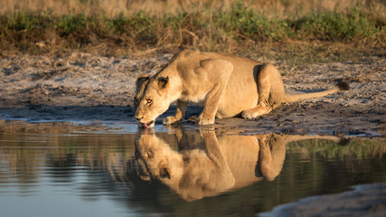 Obraz na płótnie Canvas Lioness drinking, Savuti, Botswana