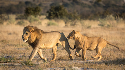 Naklejka premium Two Male Lions running, Savuti, Botswana
