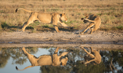 Naklejka premium Lions playing near water, Savuti, Botswana