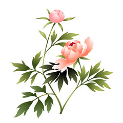 Peony flower illustration isolated on white