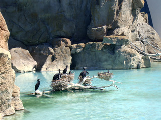 cormoranes en la isla de madera 