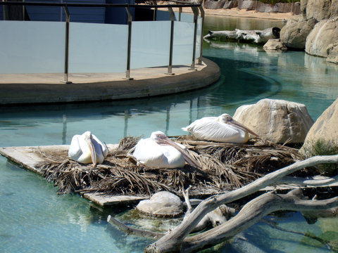 Tres pelicanos