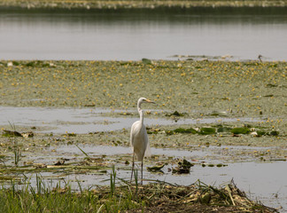 White heron searching for food in the pond