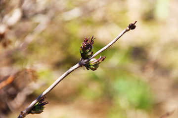A young branch of a rowan tree with fresh young green leaves blossoming with the arrival of spring.