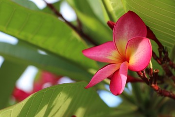 Pink Plumeria  fresh flowers on tree