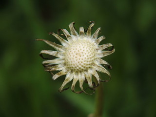 Final Stage of a Dandelion Flower