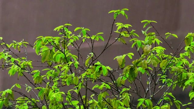 Planta e chuva.
