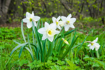 White flowers of Large Cupped Daffodil, White Narcissus hybrid